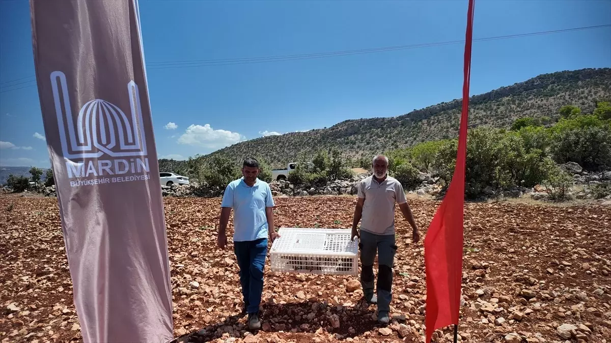 Mardin’de 300 Kınalı Keklik Doğaya Salındı